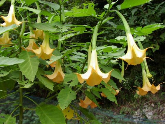 011008Datura.jpg