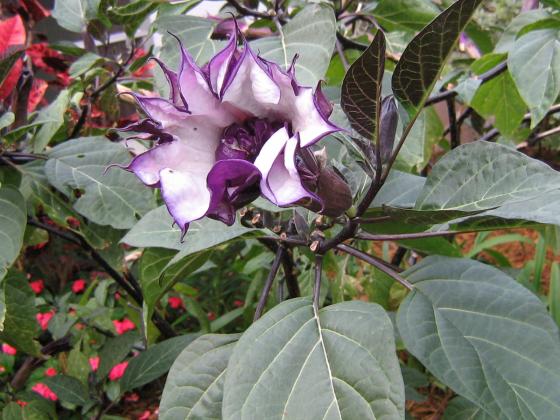 datura-purple-flower-1596.jpg