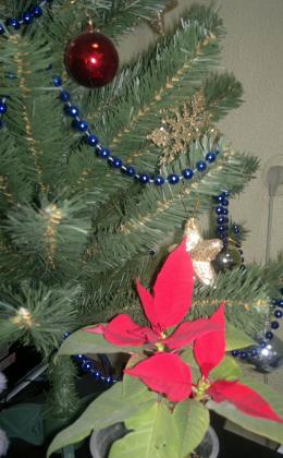 2013-12-30-1849_1.jpg