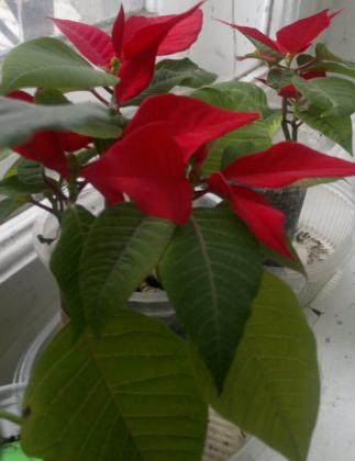 2013-12-30-1851_1.jpg