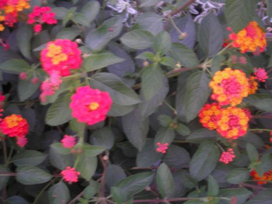 P1010069.JPG