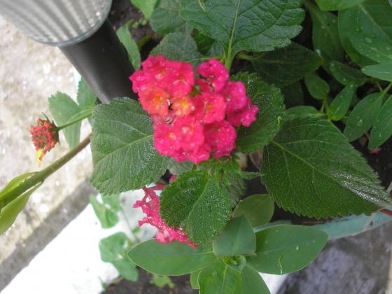 P1010166.JPG
