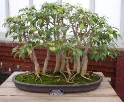 Bonsai_18.jpg