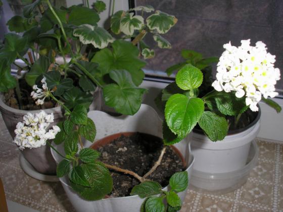 P1010001.JPG