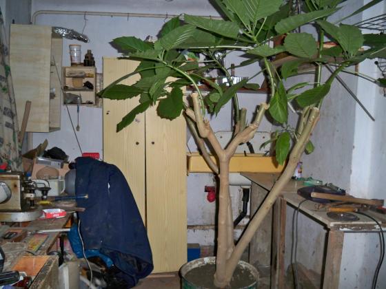 100_0250.JPG