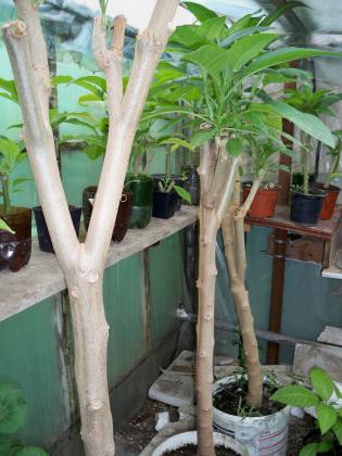 100_9514.JPG