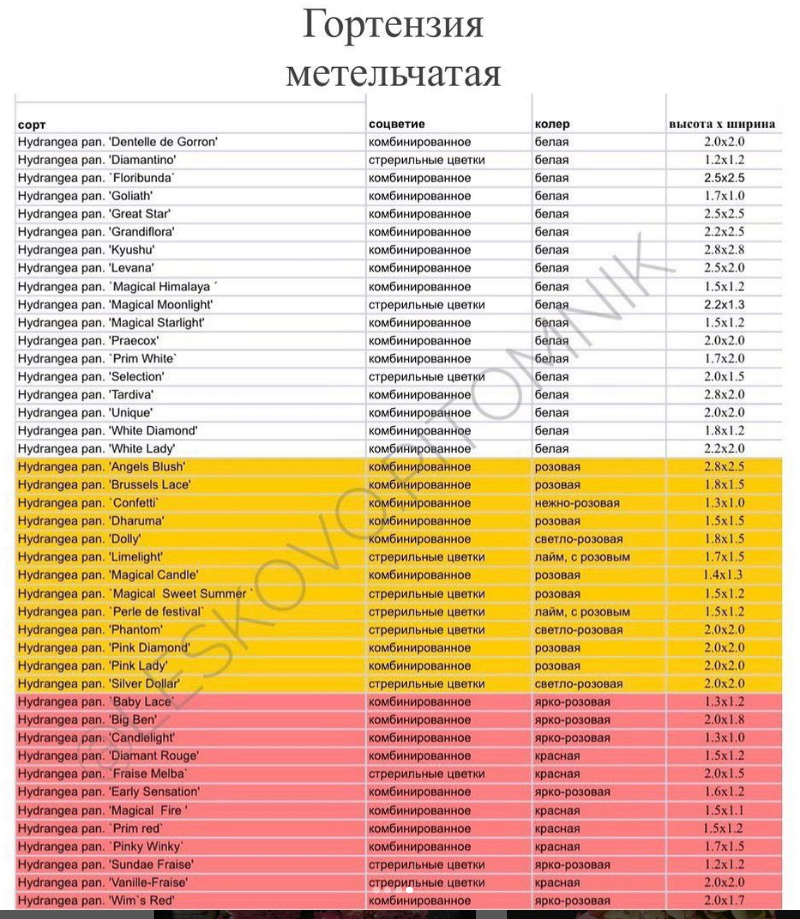 гортензии-Лесково-3.jpg