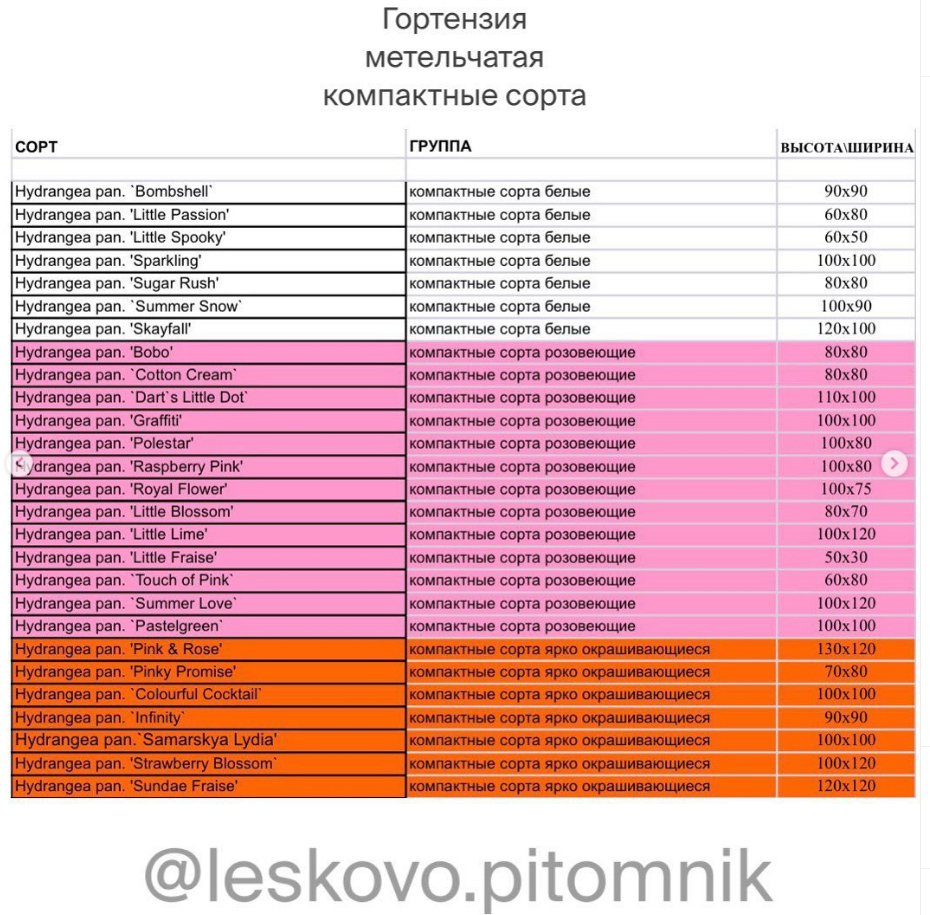 гортензии-Лесково-2.jpg