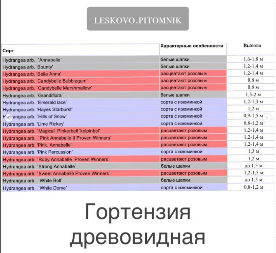 гортензии-Лесково-1.jpg