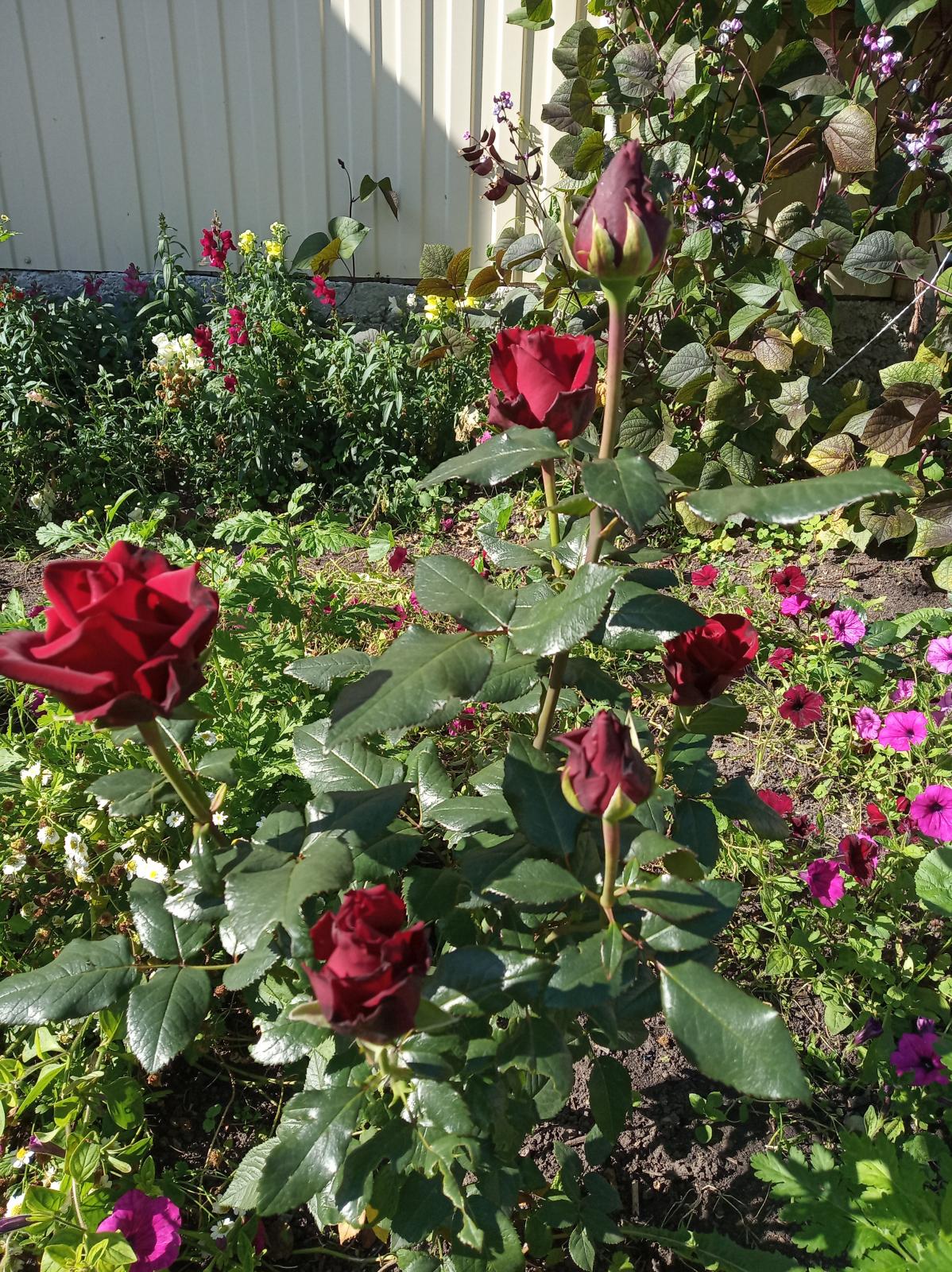 IMG_20240913_115153.jpg