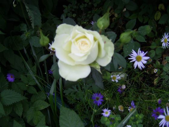 Ирина 2011 год 021.jpg