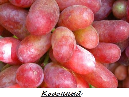 Коронный.jpg