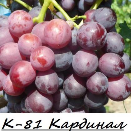 К-81 Кардинал.jpg