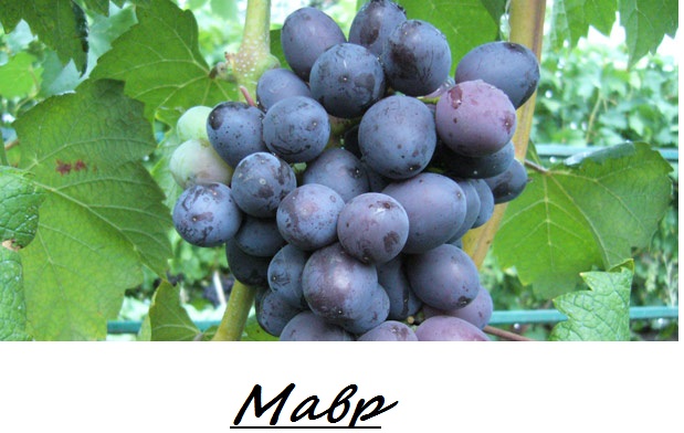 Мавр.jpg