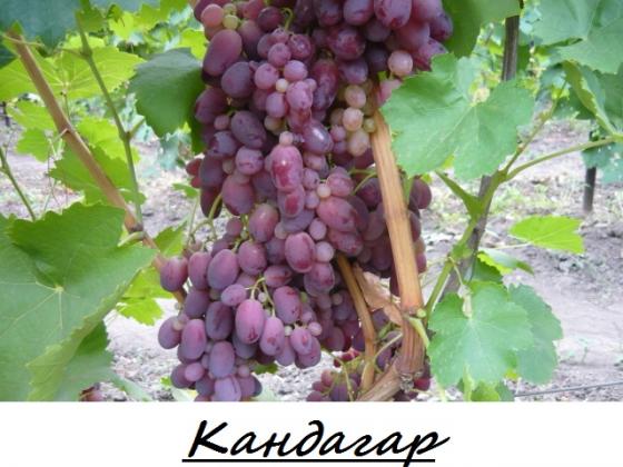 Кандагар.jpg