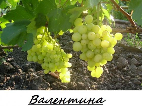 Валентина.jpg