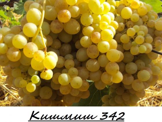Кишмиш 342.jpg