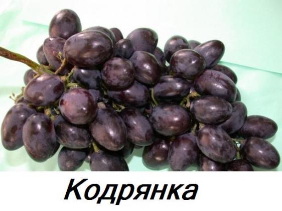 Кудрянка.jpg