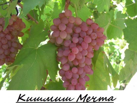 Кишмиш Мечта.jpg
