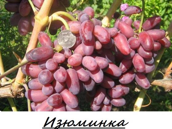 Изюминка.jpg
