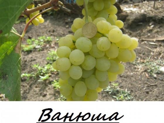 Ванюша.jpg