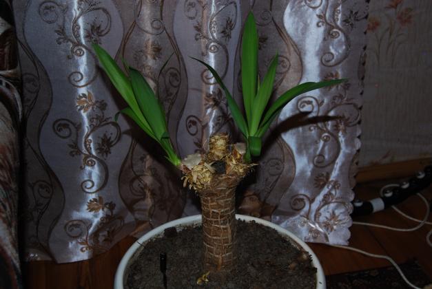 DSC_0041.JPG
