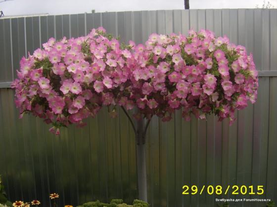 STA48265.JPG