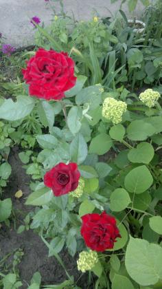 2015-06-11-5154.jpg