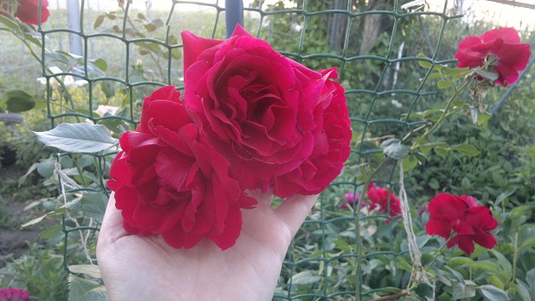 2015-06-11-5149.jpg