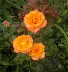 2015-08-01-5950-1.jpg