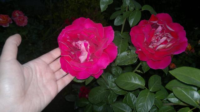 2015-08-26-6249.jpg