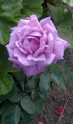 2014-09-12-3830_1.jpg