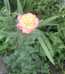 2015-06-08-5100-1.jpg
