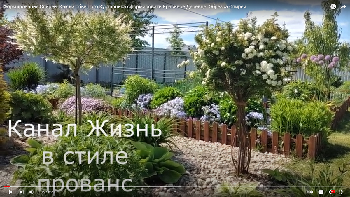 спирея-на-штамбе-2.jpg
