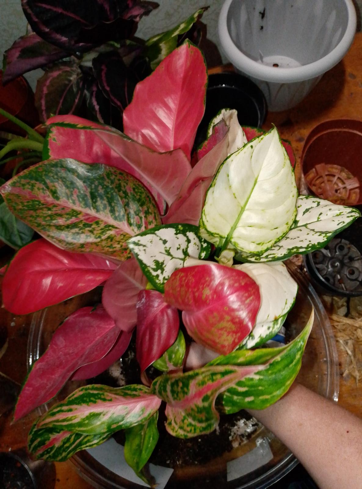 IMG_20251123_011243.jpg