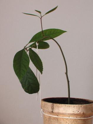 IMGA0421.JPG