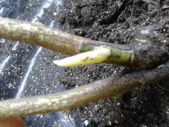 прививка2.jpg
