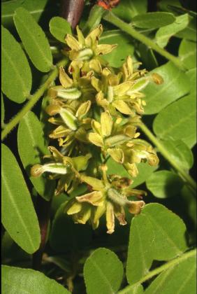 gleditsia-triacanthos-fl-sbaskauf-a.jpg