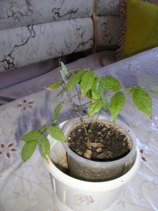 P1010002.JPG