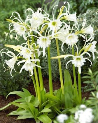 ismena.jpg