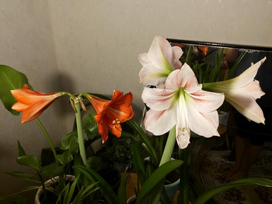 20160328_201913.jpg