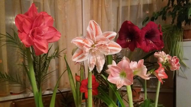20170213_2118041.JPG