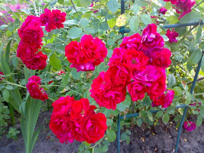 image (1)-800x600.jpg