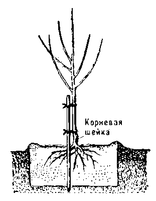 посадка саженцев.gif