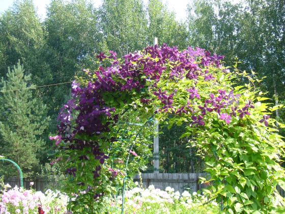 Буйное цветение Джипси Куиин(растению 4 года).JPG