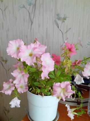 IMG_20140421_104531.jpg