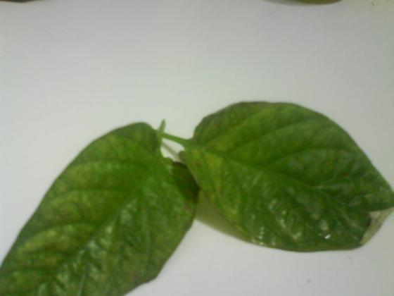 DSC00758-пк или тр 1.JPG
