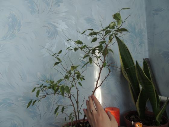 DSCN3701.JPG