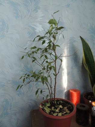 DSCN3703.JPG