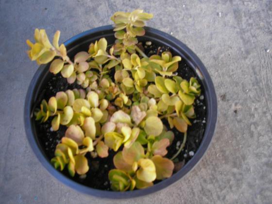 P1010007.JPG